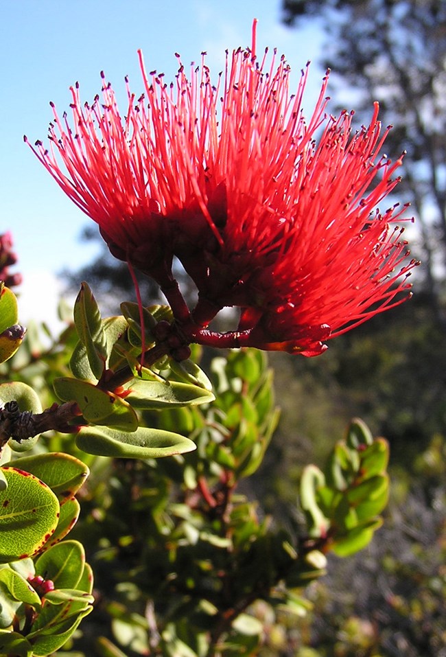 Red blossom of ʻōhiʻa lehua tree