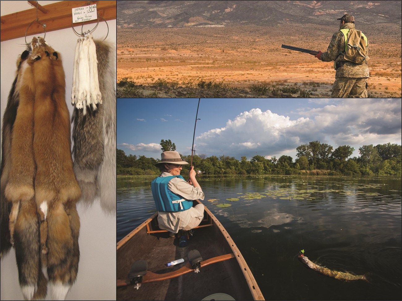 collage of 3 images: 1) furs hanging from a rack, 2) man in camouflaged hunting with a gun, 3) woman in canoe catches a fish