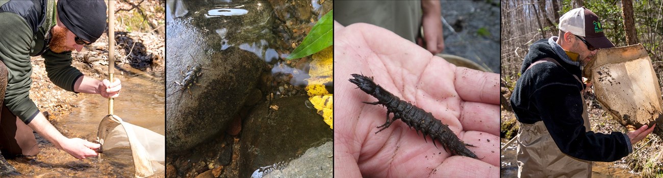 NPS staff with a net in a stream, stonefly larvae on rock, hellgramite, NPS staff examining net.