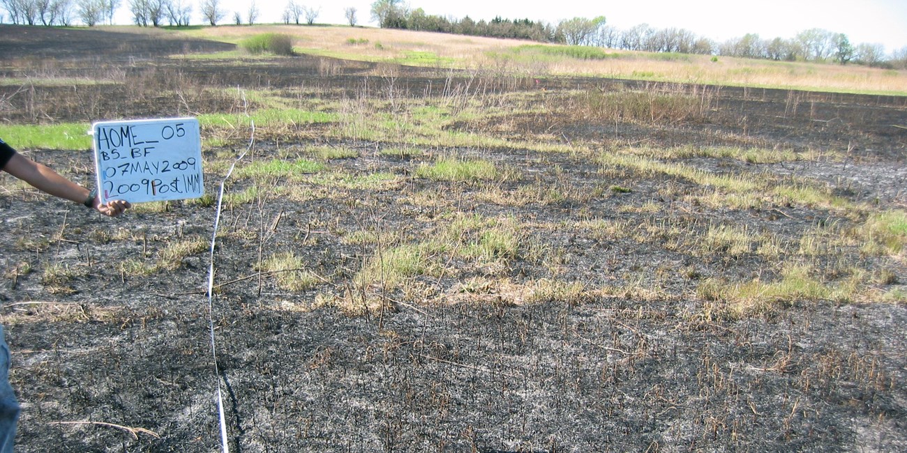 A charred prairie with patches of live grasses, but mostly large areas of completely burned, dead plants.