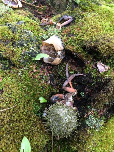 close up of shells and other litter on the forest floor