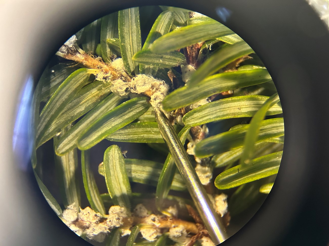 A metal probe points to a white egg sac among hemlock needles under a microscope