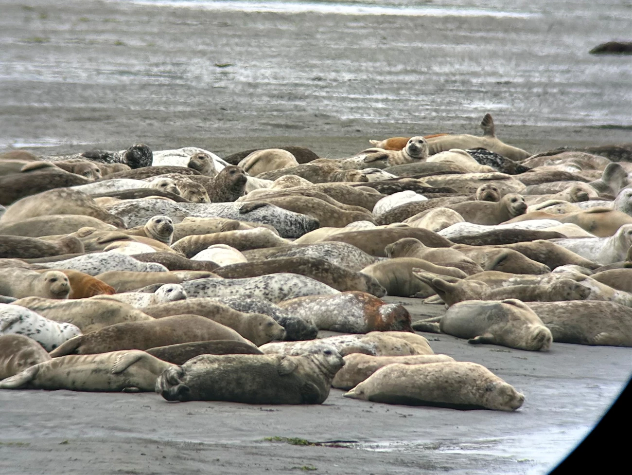 Molting harbor seals at Bolinas Lagoon Clear view through a scope of a large aggregation of harbor seals on a sandbar. Most are snoozing, but some have their heads up, looking around. Their coats are a variety of colors, from silver and black to brown or red.