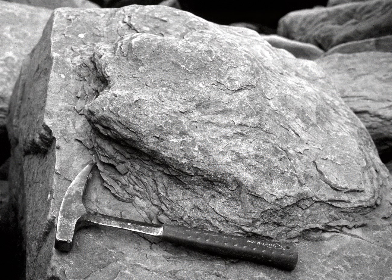 B&W photo with oblique view of a natural cast of a three-toed dinosaur track protruding from a rock surface with a rock hammer nearby for scale. The track is longer than the hammer.