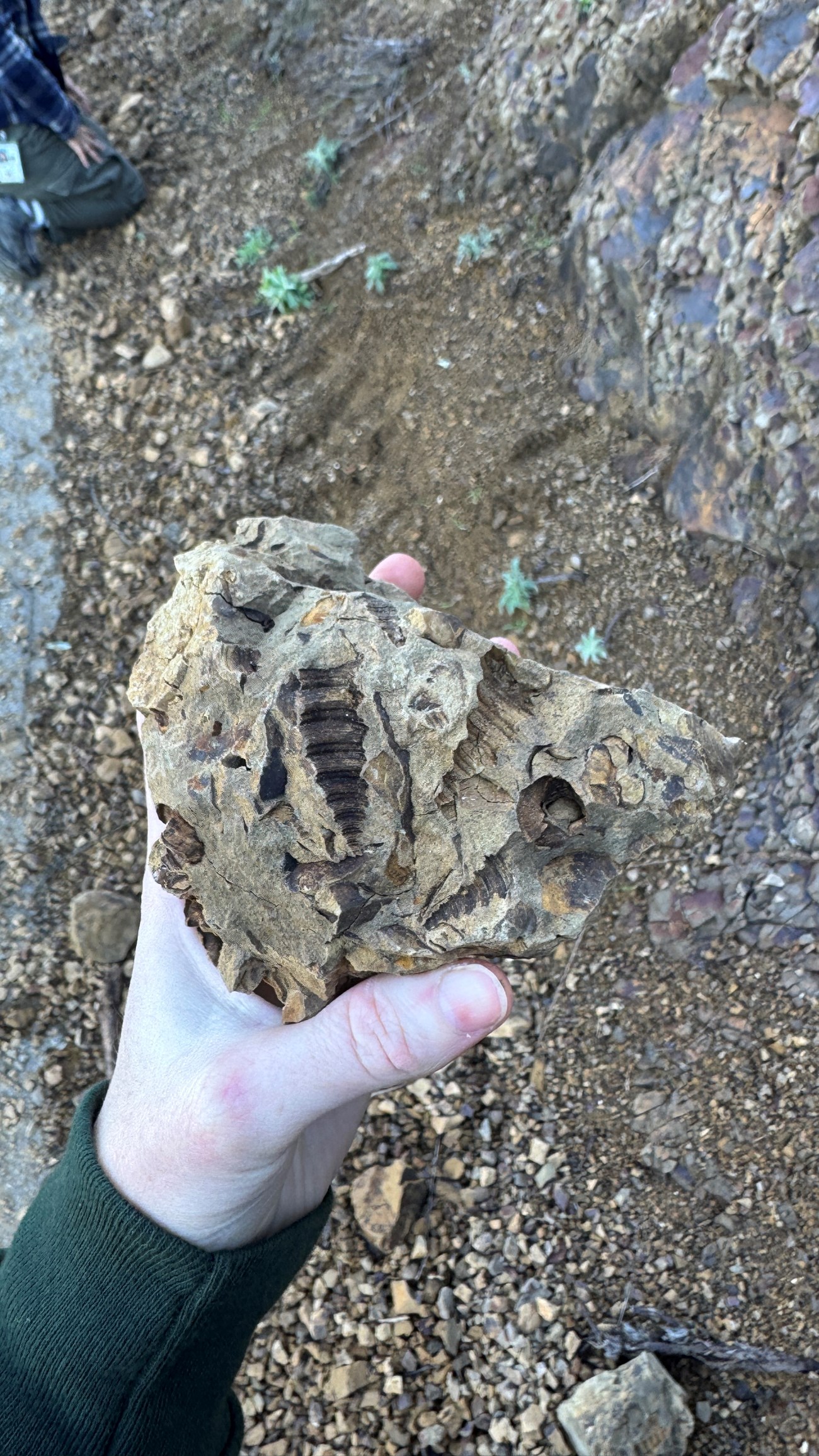 Figure 2. A hand holds a rock with several impressions of elongate finger-sized screw-like snails.