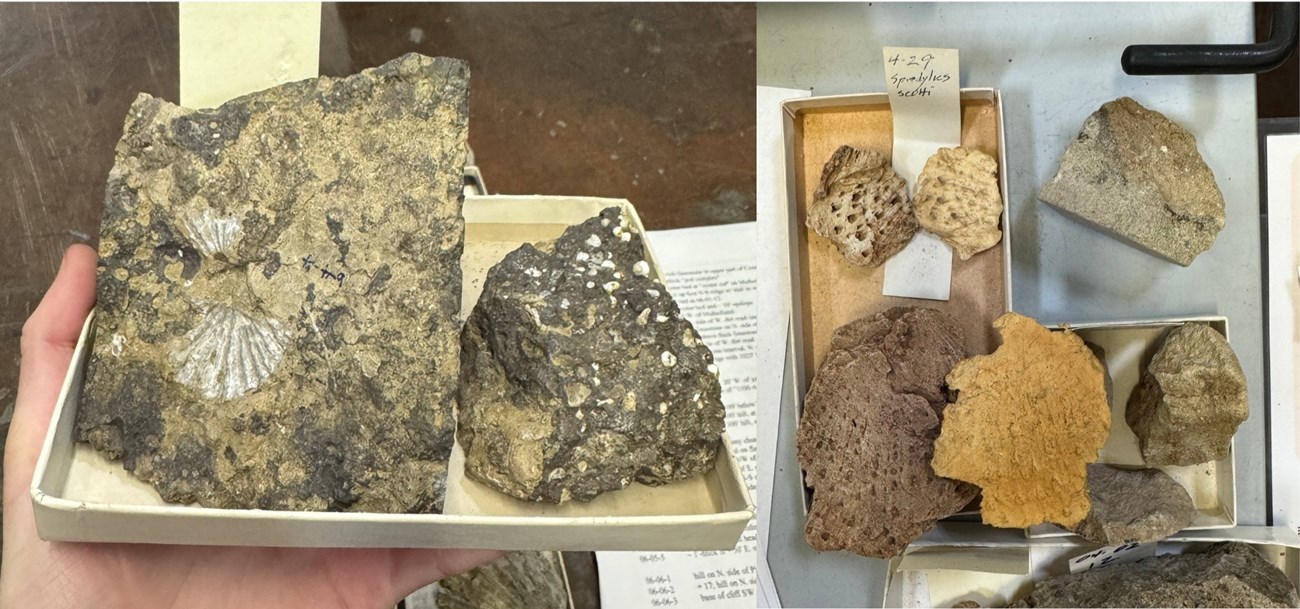 A hand holds a box with two brown rocks showing white shell fossils—one with broad ridged impressions, the other with smaller fragments. Also shown are several pitted rock pieces and a mold of the largest specimen.