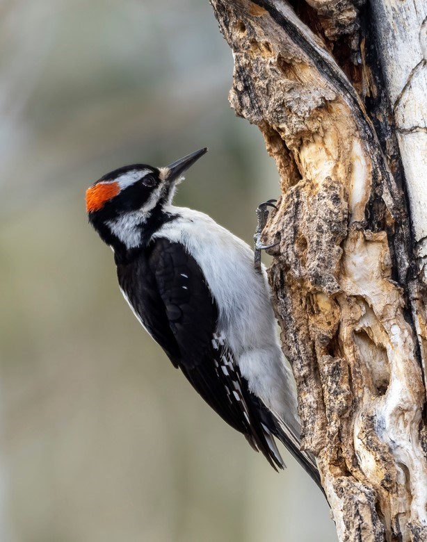 Woodpecker with red feathers on back of head, black and white striping near eye, black back and white breast clings to the bark of a tree ready to pound holes in search of insects.