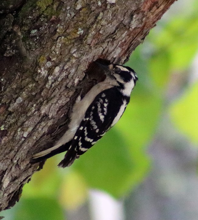 Black and white woodpecker perched on the edge of a hole in a tree trunk.