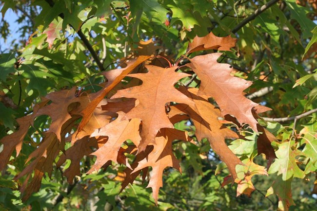 red oak leaves Detail of a northern red oak leaf during fall when leaves change. in color from green to red