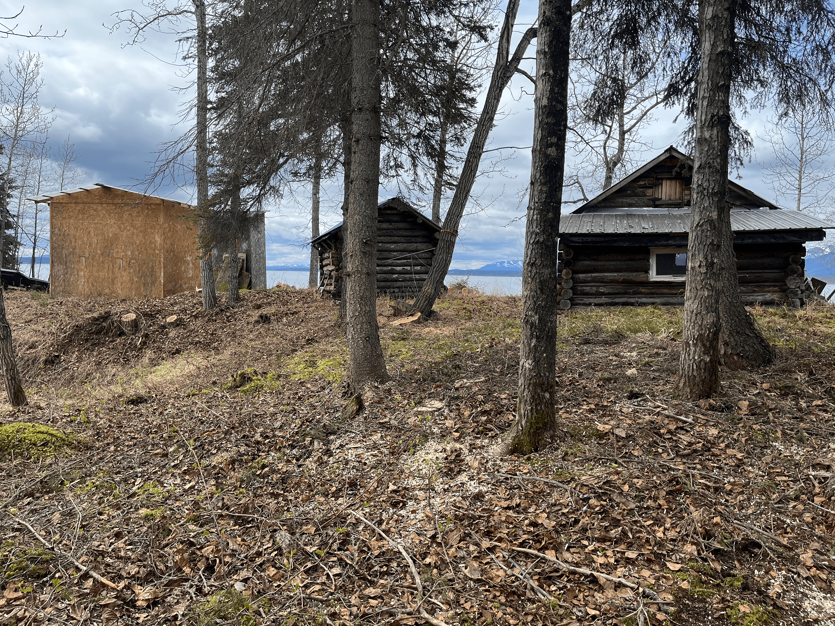 Hanson Cabin after_reduced 3 cabins, two fully built and one partially complete are visible amid a thinned stand of trees with a large lake in the background