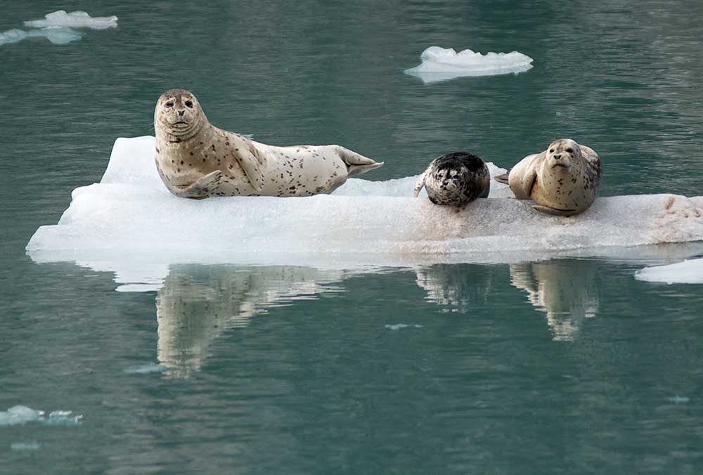 Seals Depend on Ice from Tidewater Glaciers (U.S. National Park