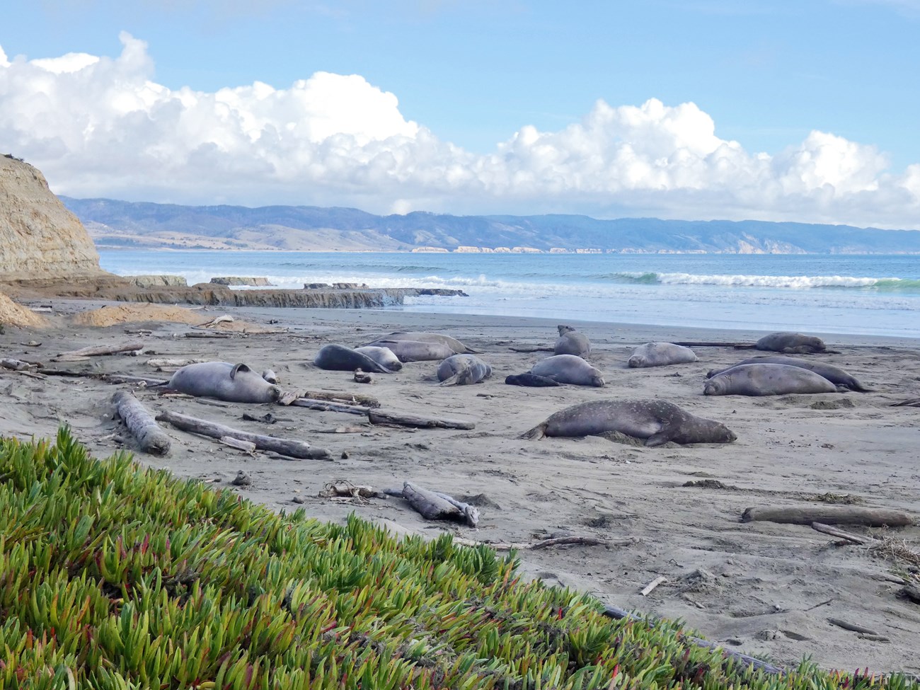 Visitor center elephant seal harem A group of female seals and their pups on a sandy beach.