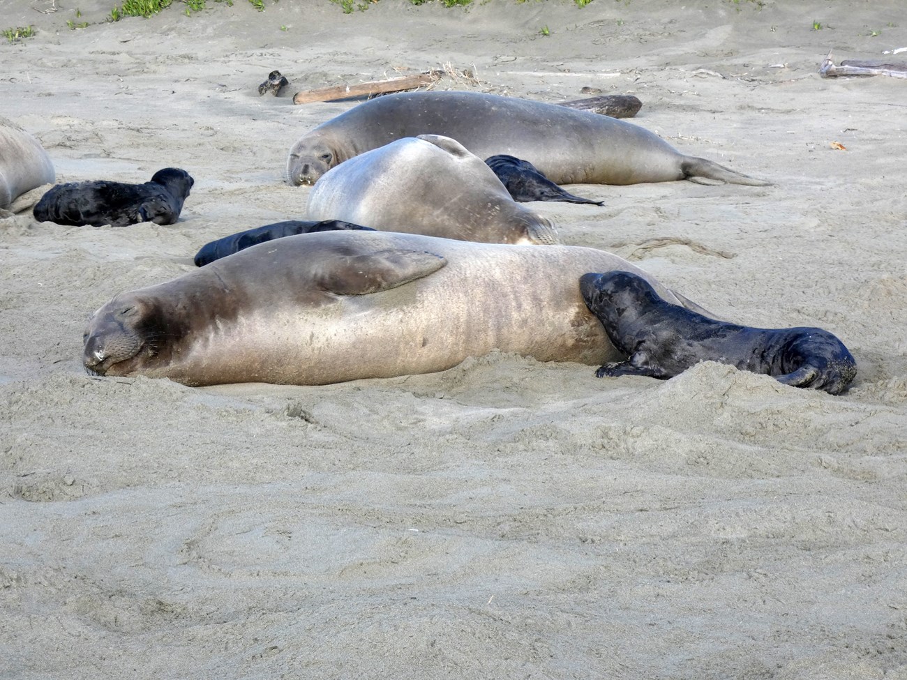Female elephant seals with pups Female nursing a small, black pup, with several other moms and pups on the beach behind them.