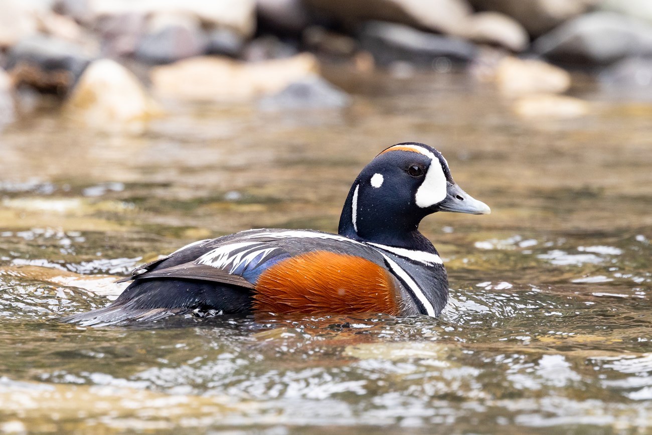 A duck floating on the water with white, black, and brown pattern.