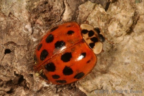 a dark orange lady beetle with numerous black spots atop gray tree bark.