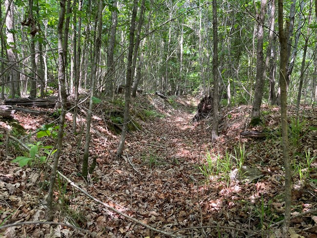 Two slight earthen mounds on the far left and right sides of the image form a long shallow ditch that runs into the image background. The entire landscape feature is covered by dense forest, with undergrowth and rotting stumps lining the mounds..