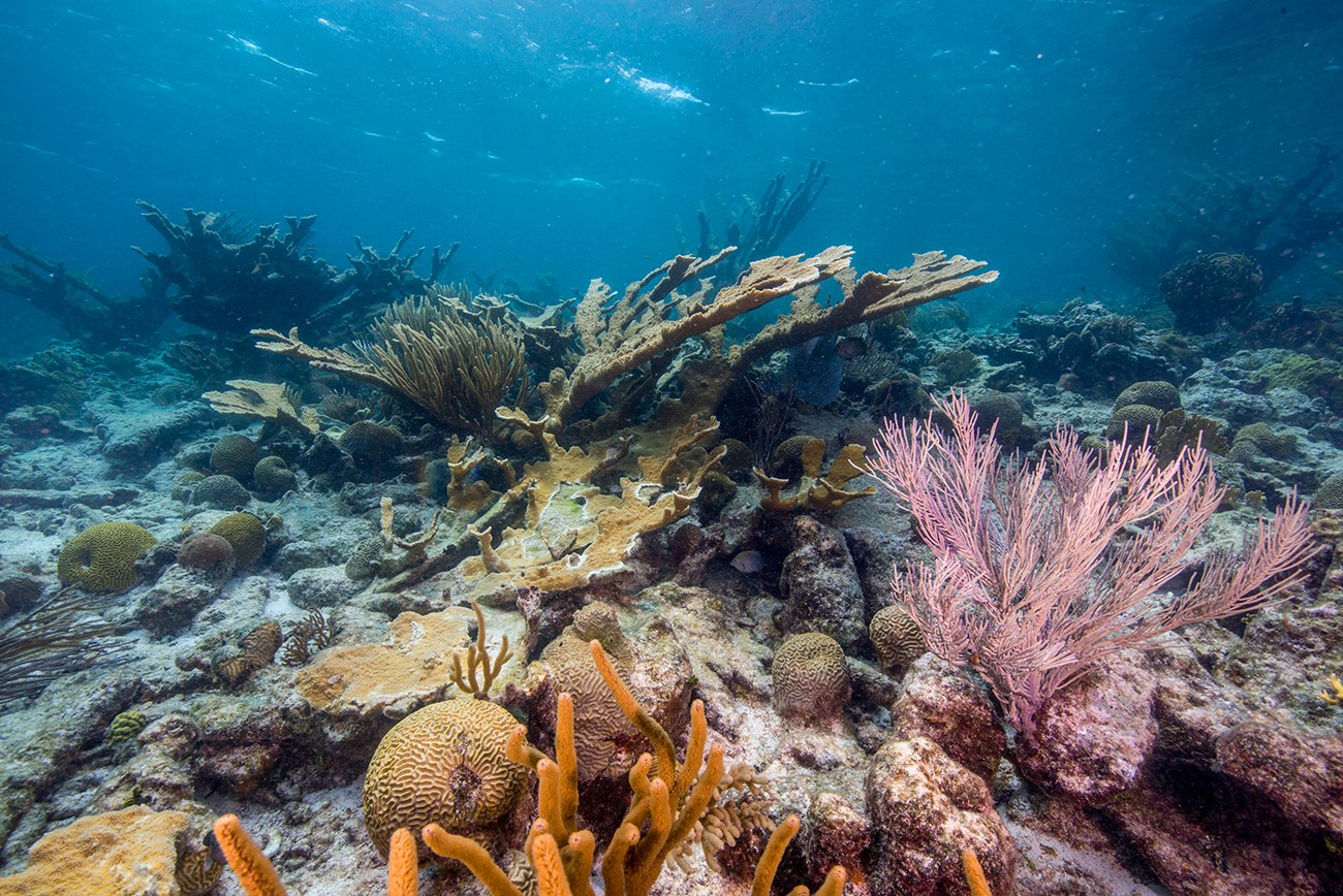 https://www.nps.gov/articles/000/images/Healthy-corals_1600.jpg?maxwidth=1300&autorotate=false