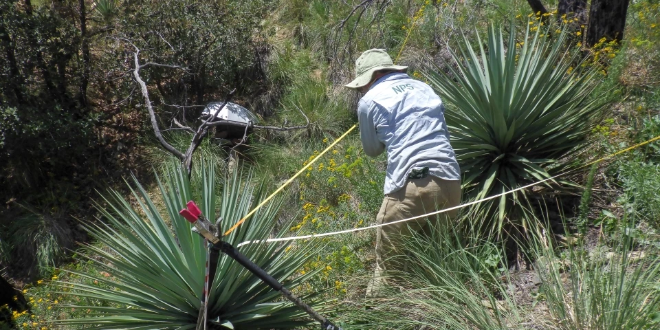 Upland vegetation monitoring A field technician leans over near two spikey plants and yellow flowering plants in the desert with a tape measure to collect vegetation data.