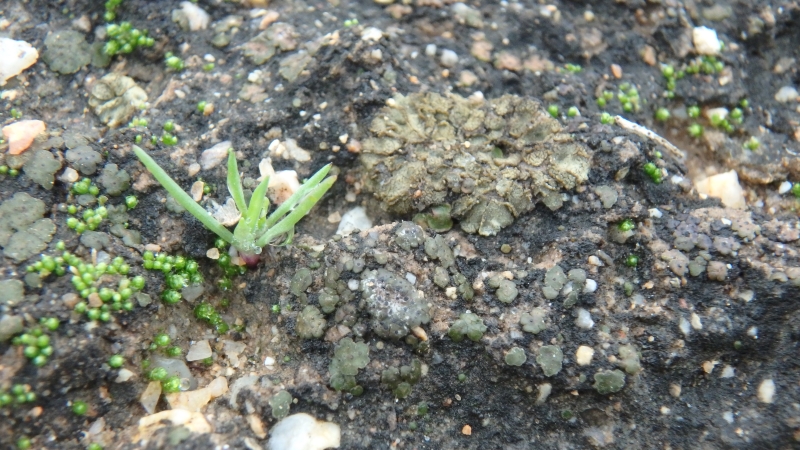 A close-up shot of biocrust and seedlings on the ground surface. The biocrust looks like black and brown scaly patches atop brown dirt, and the seedlings are bright green sprouts.