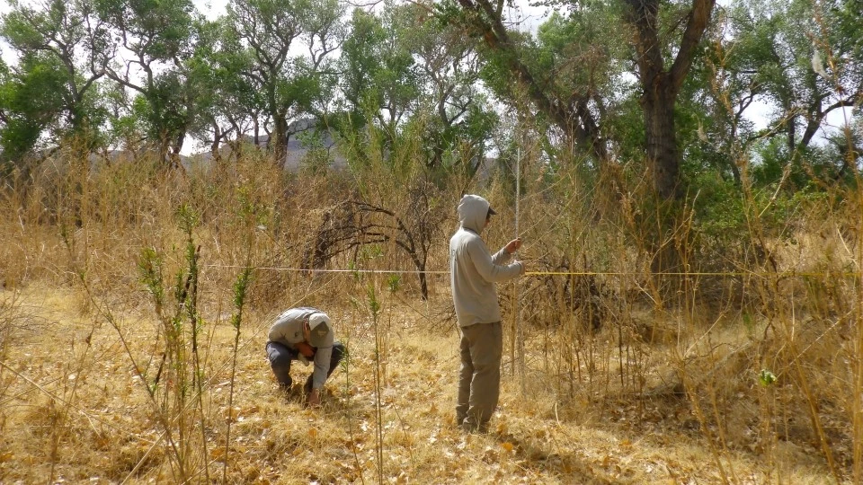 Riparian vegetation monitoring Two field technicians inspect plants along a measuring tape in a dry flood plain covered in short and tall dried up, brown plants with green cottonwoods looming overhead.