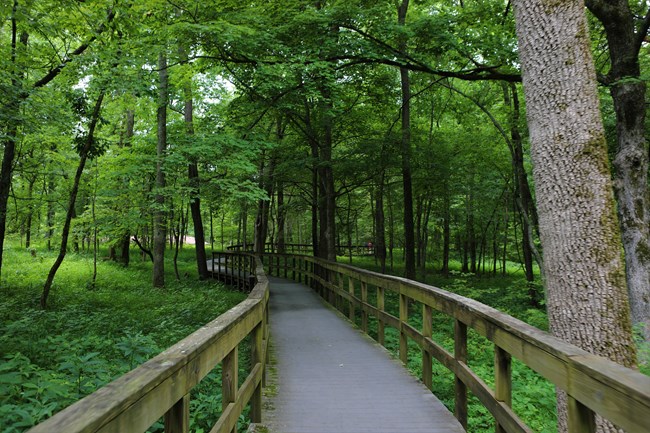 A wooden deck extends out into a bright green wooded area.
