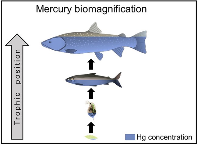 conceptual model showing trophic levels and mercury bioaccumulation