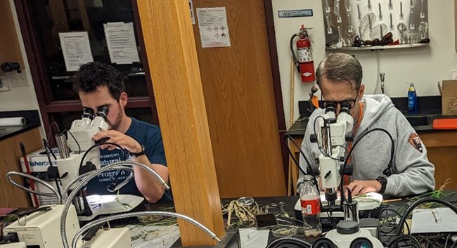 Evan and Bill identify grass species Two people looking in microscopes with equipment scattered on a table in front of them.