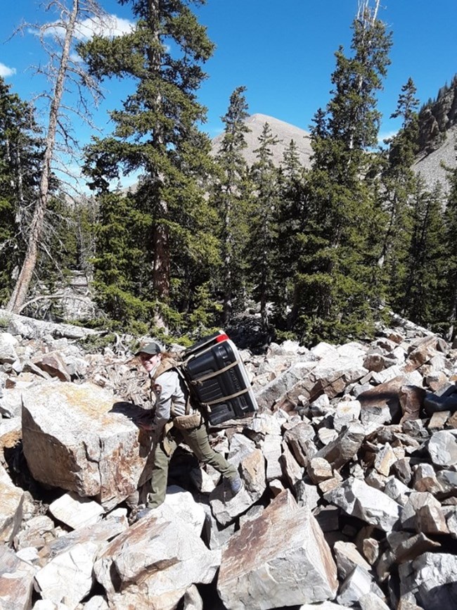 Staff member hiking over a talus slope with trees in the background while carrying a box of gear