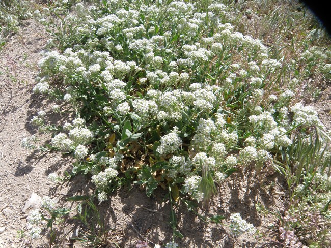Hoary cress which is an invasive plant that park staff work on removing