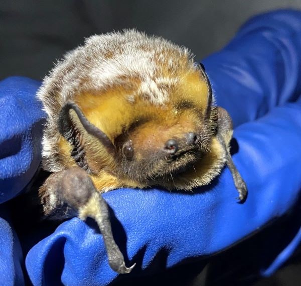 Hoary Bat Closeup of golden-furred face of bat with white-tipped fur on back, held in scientist's gloved hand.