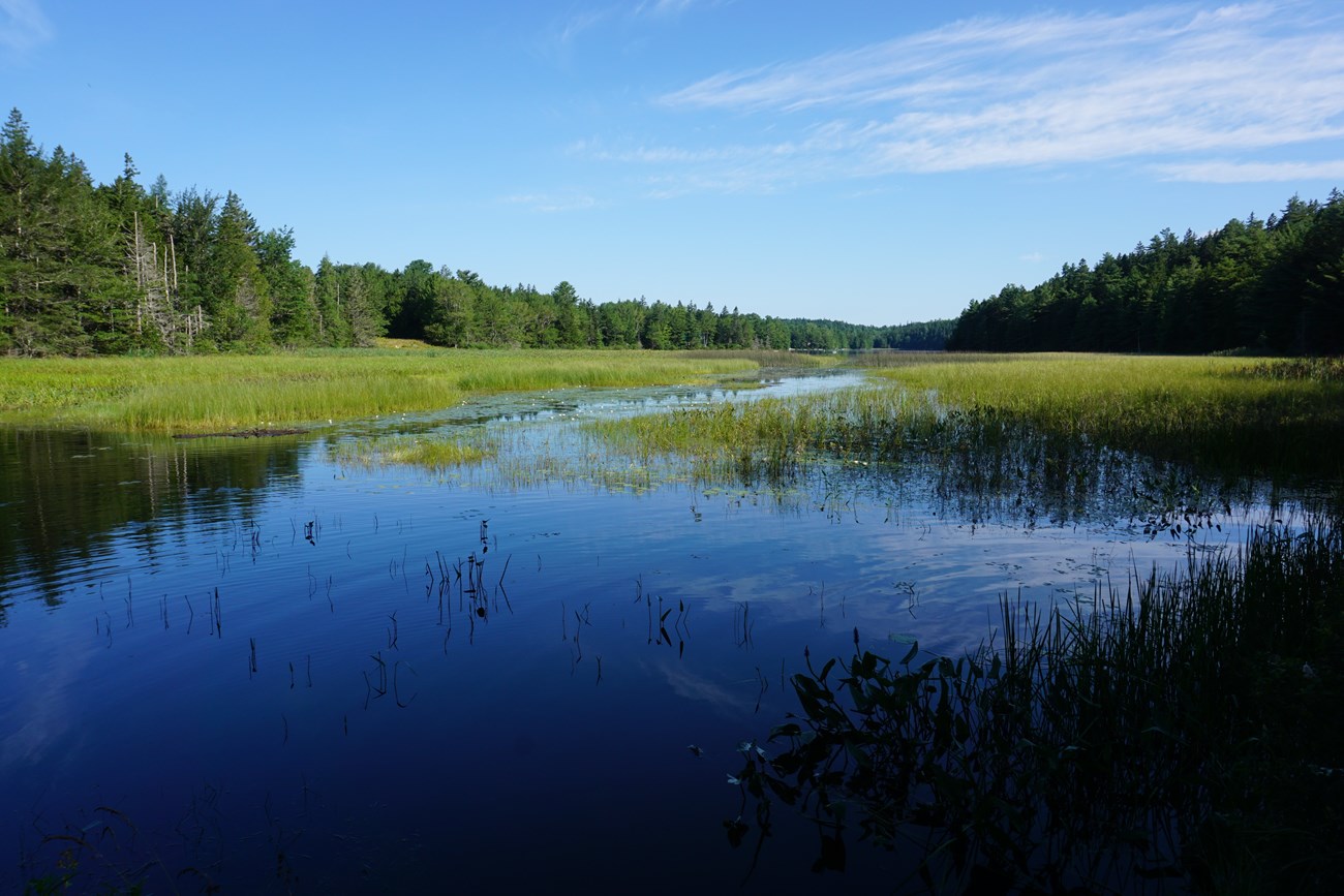 Hodgdon Pond_NF A pond refelcts blue sky and white clouds in the open water. Light green reeds emerge from most of the pond. The far edge is dark green forest.