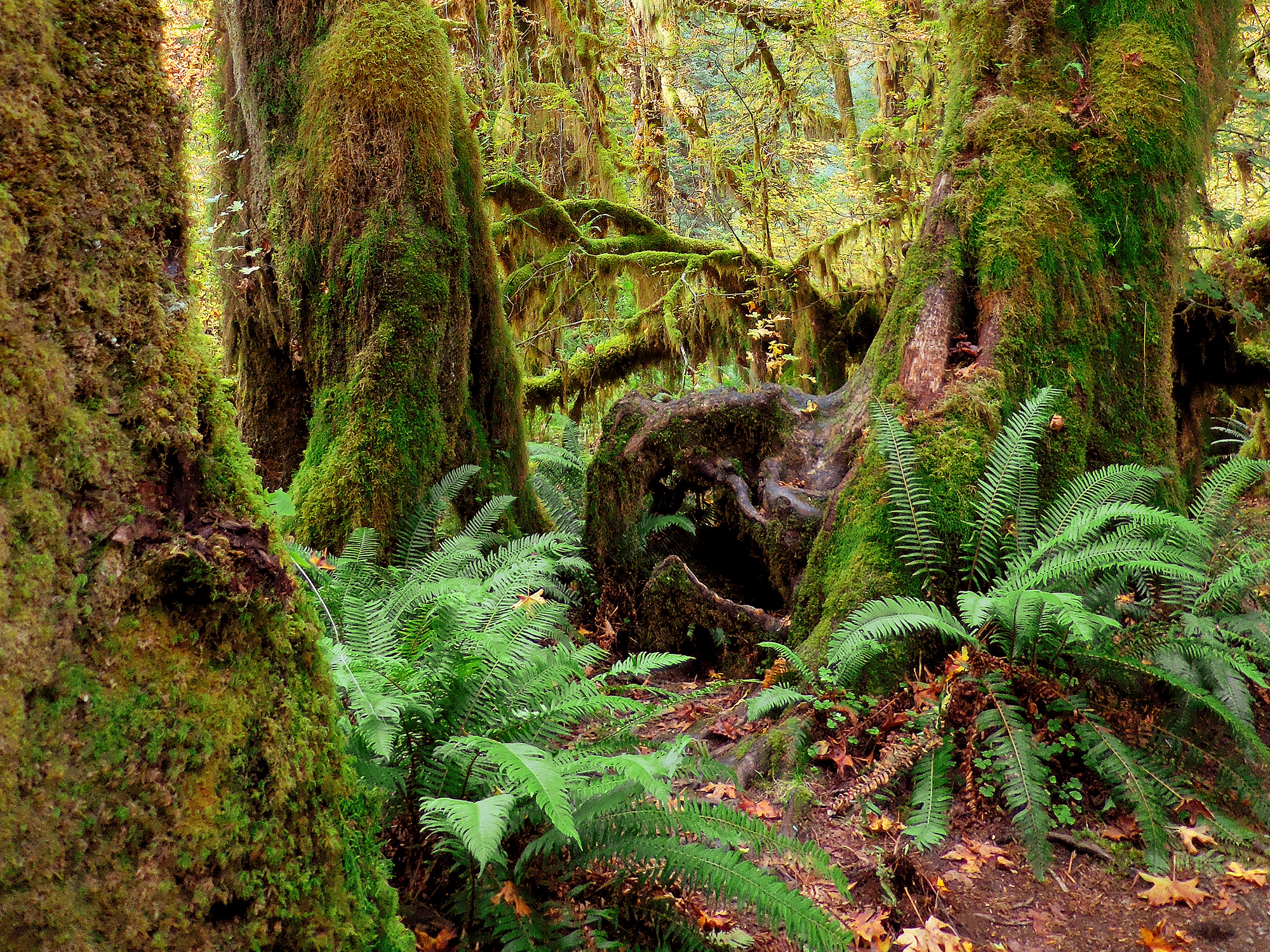 A lush forest with ferns and moss-covered trees