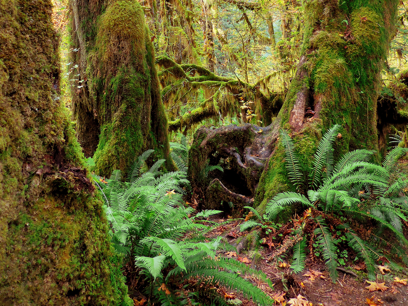 Hoh Rainforest A lush forest with ferns and moss-covered trees