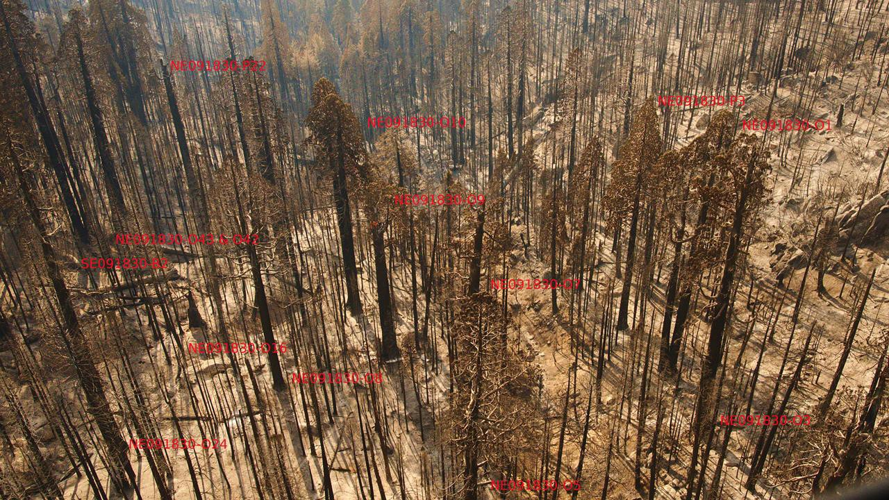 Homers Nose Grove - Mapped large sequoias killed by Castle Fire are labeled. Aerial view of giant sequoias killed by severe wildfire.