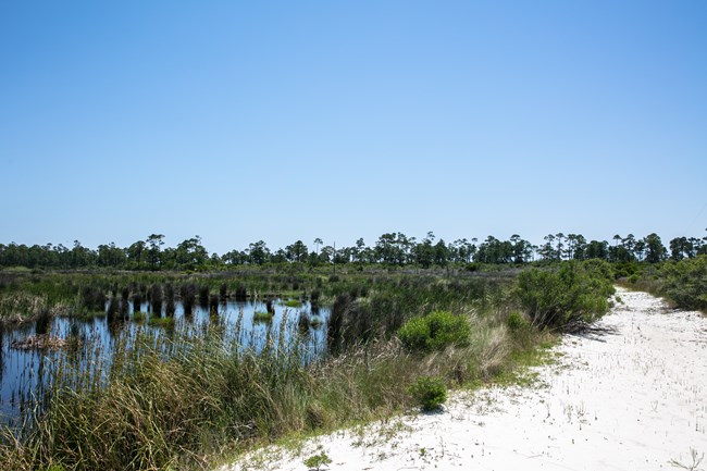 A sandy path circles through vegetation on a remote wilderness island.