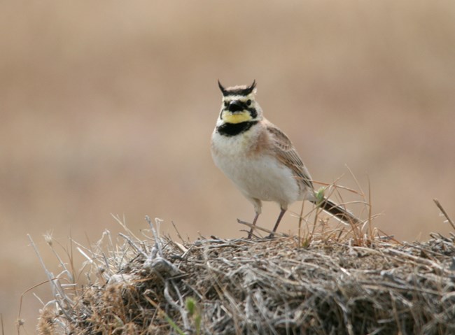 Horned Lark Photo by David Layton