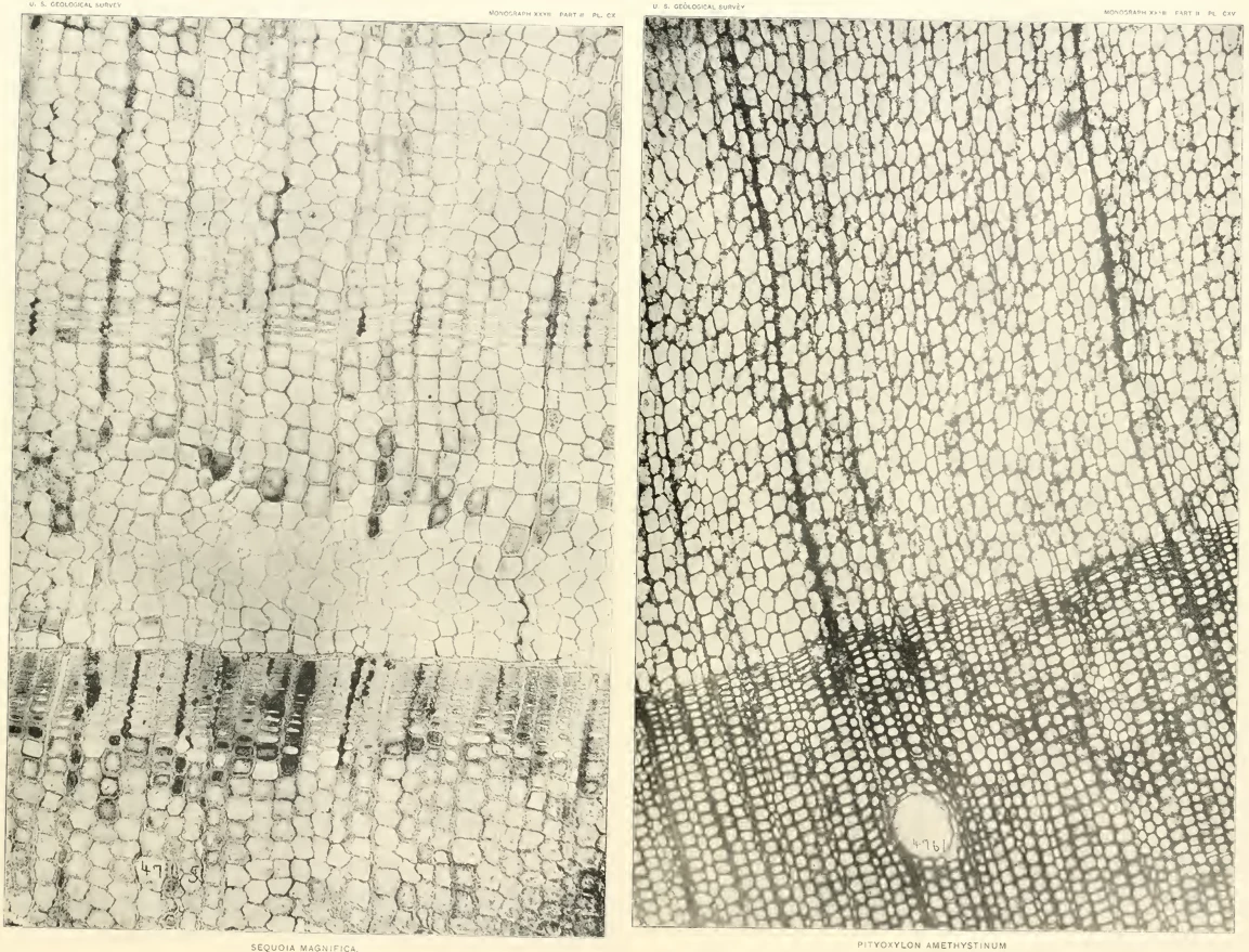 Huegele_Image_3_Sequoia_Pityoxylon Two images showing the boxy cellular structure of fossil plants under a microscrope.