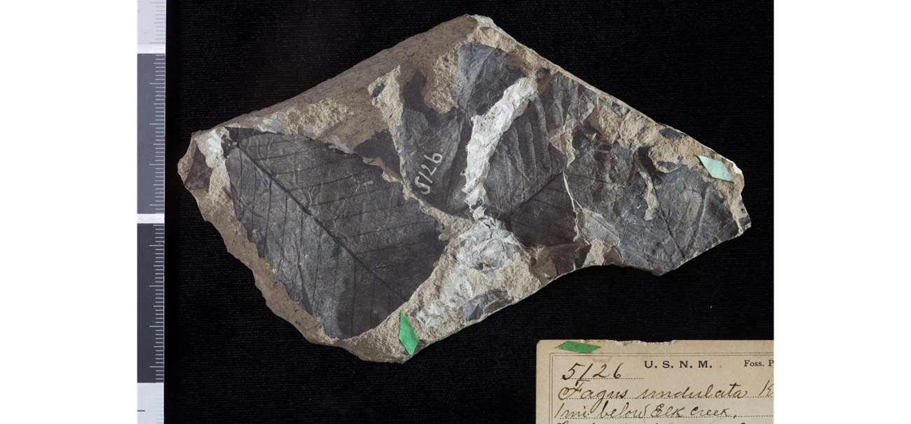 Huegele_Image_4_Fagus_undulata Photograph of a dark colored fossil leaf on a gray rock.