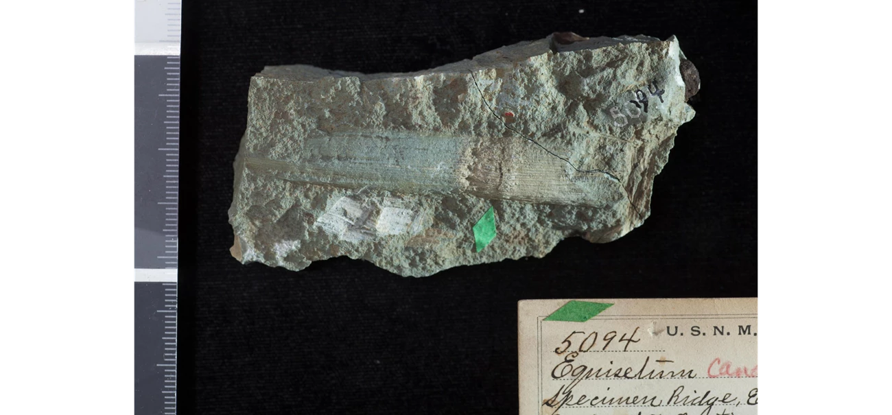 Huegele_Image_5_Equisetum_canaliculatum Photograph of a light colored fossil on a green-tinged rock.