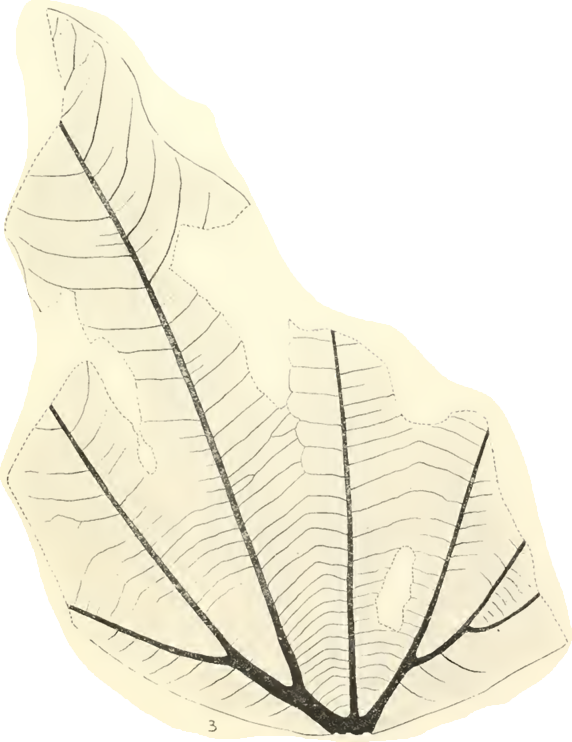 Huegele_Image_6_Aralia_whitneyi Sketch of the outline and vein pattern of a fossil leaf.