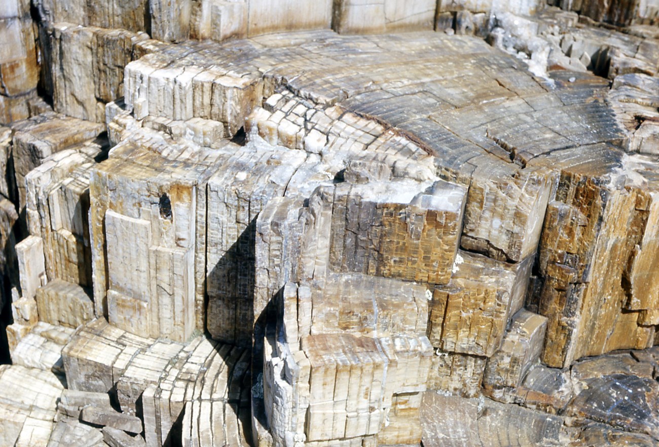 Huegele_Image_7_Specimen_Ridge_Wood Photograph of light-colored fossil wood showing growth rings like a modern tree trunk.