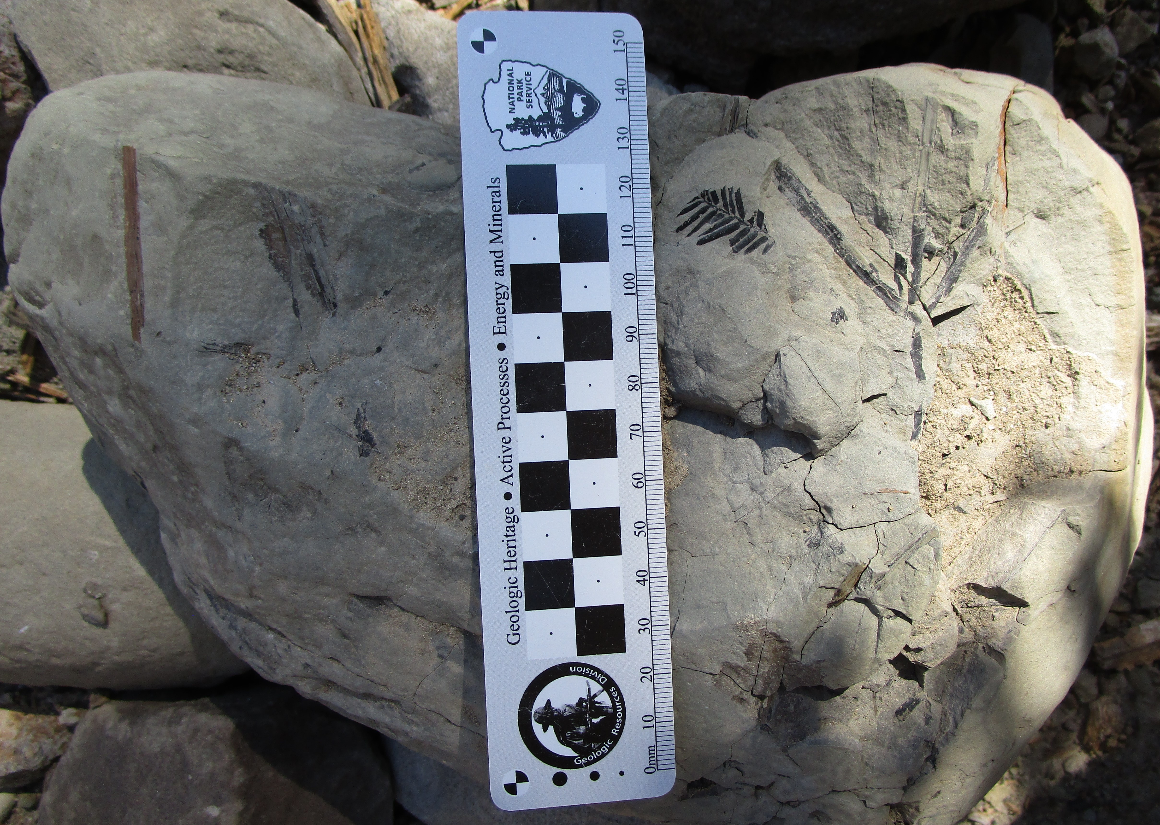 The Incredible Fossil Plants of Yellowstone National Park (U.S.