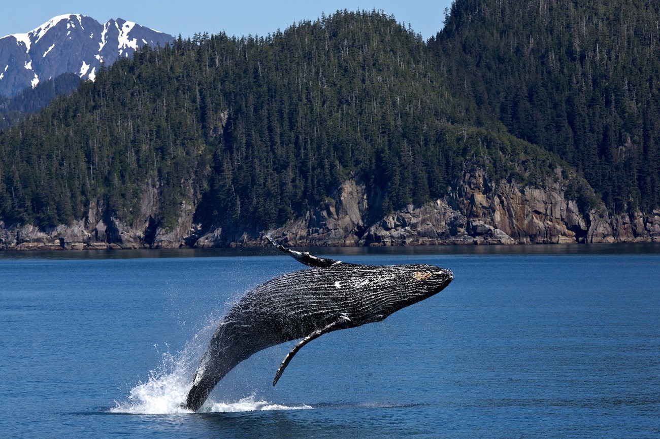 Humpback whale breaching the ocean surface at Kenai Fjords National Park Humpback whale breaching the ocean surface at Kenai Fjords National Park in front of a steep, rocky, evergreen-covered coastline with snow-capped mountains in the background.