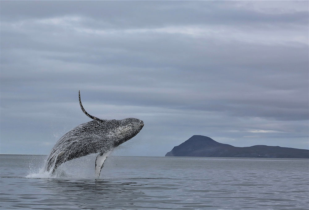 A humpback whale full breach out of the sea.