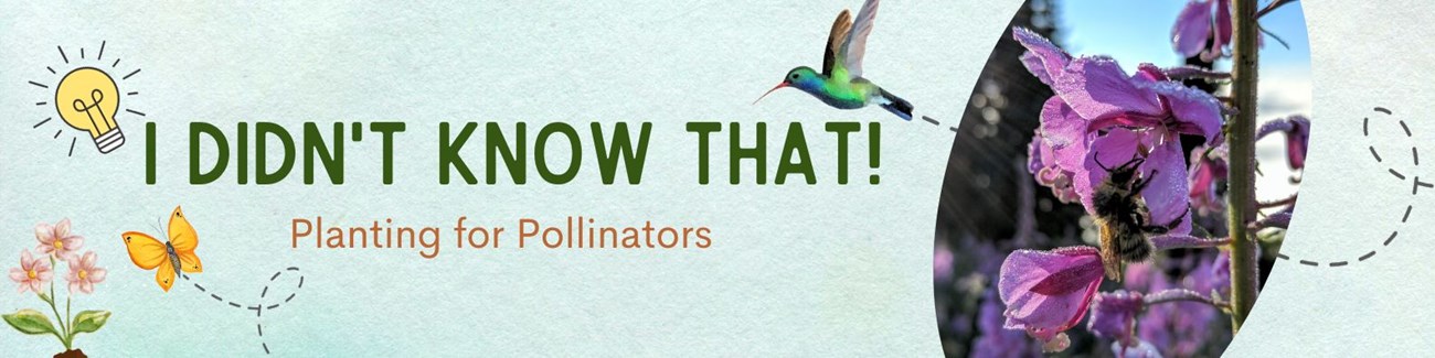 title banner with photo of bee on flower and text I Didn't Know That! Planting for Pollinators