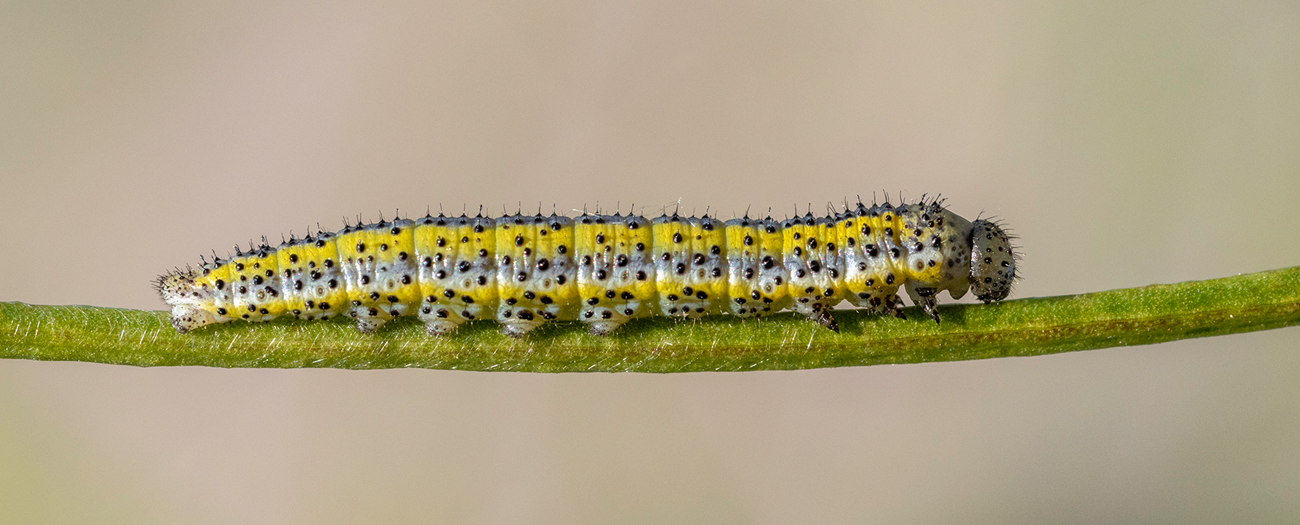 A yellow and white striped caterpillar with black spots and fine black hairs on a thin green stem.