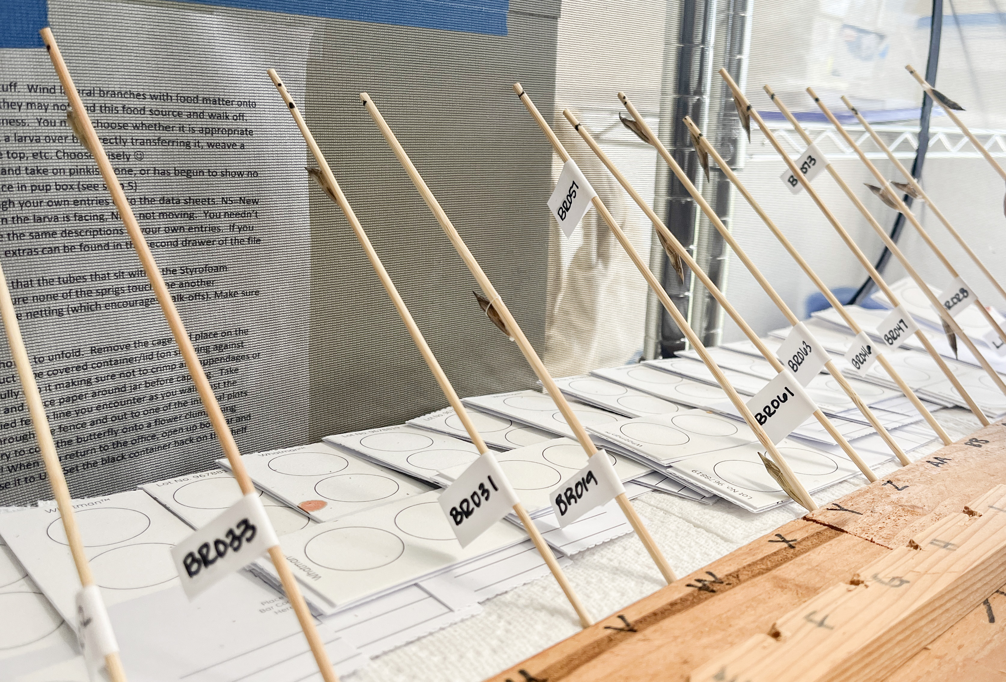 A row of wooden skewers with paper labels and small brown chrysalises attached stand in a row.