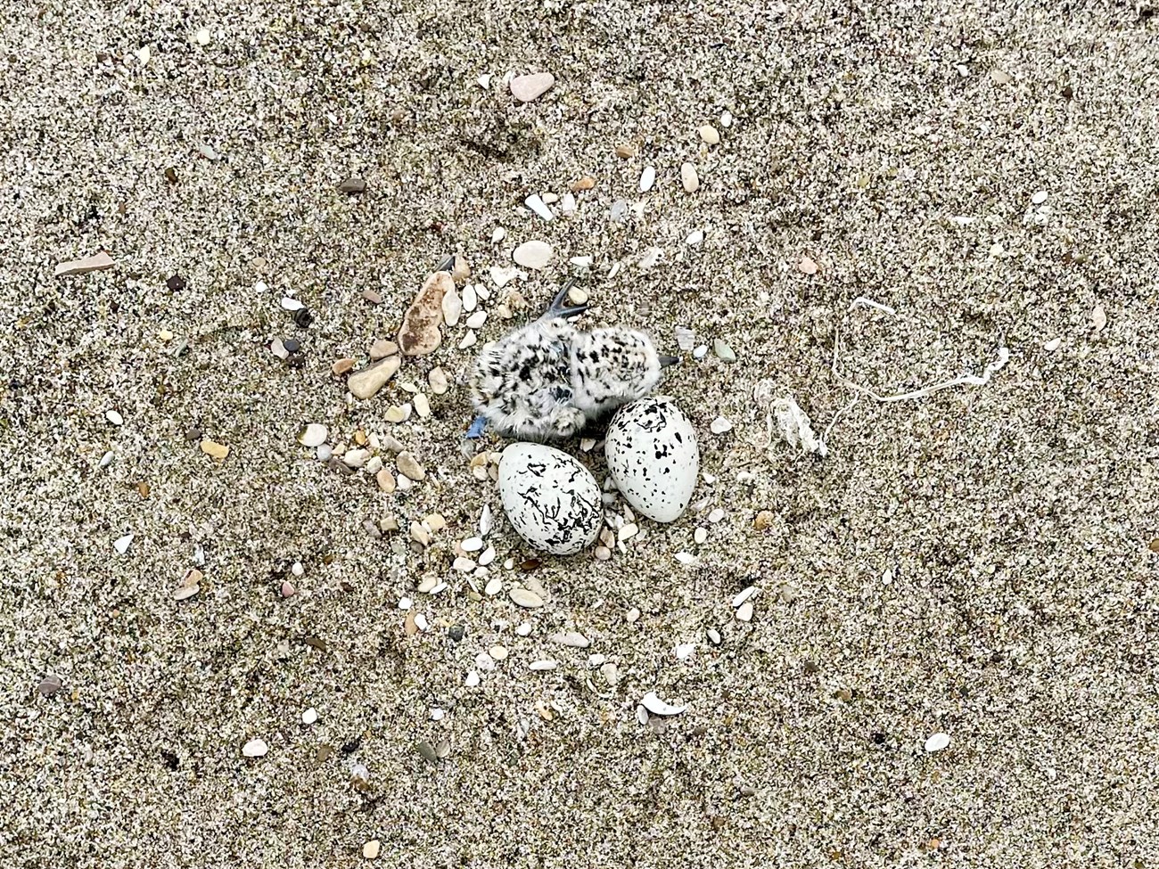 Plover nest Overhead view of a tiny sand colored chick next to two unhatched speckled eggs in a shallow sand scrape lined with small white pebbles and shells.