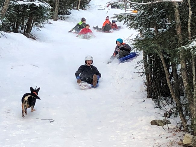 People sledding down a tree-lined slope.