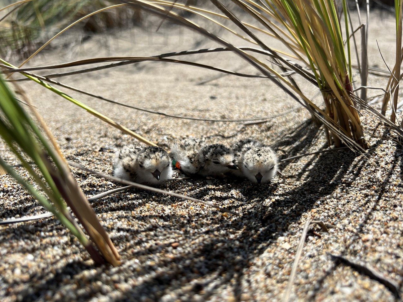 Three sandy-colored, newly banded plover chicks huddle in the sand in the shadow of a bunch of grass.